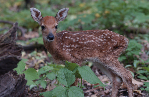 Whenever a newborn fawn, or a nest full of baby cottontails, or raccoons is discovered by a human, it quite often is assumed the animals are orphaned. The youngster's fate is usually sealed when it is promptly "rescued from the wild."