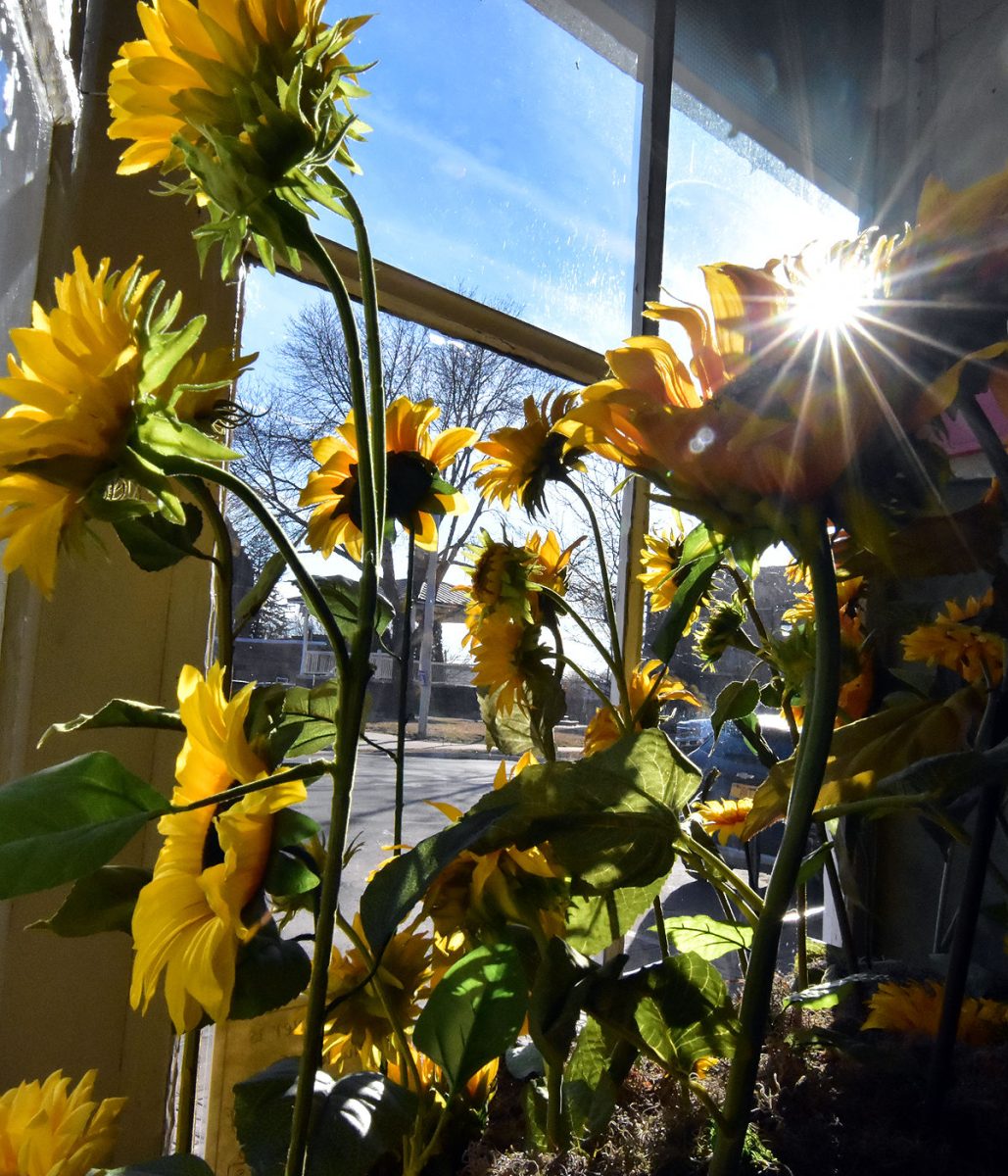 Solon&#8217;s Toni Russo has installed a display of sunflowers in the window of the Solon Hardware Store to show support for the people of Ukraine.