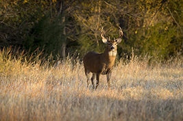 This large White Tail Buck had been spending some time in the grass field along a tree line in Kansas. Late Autumn and early Winter is the rut season for deer in this region.