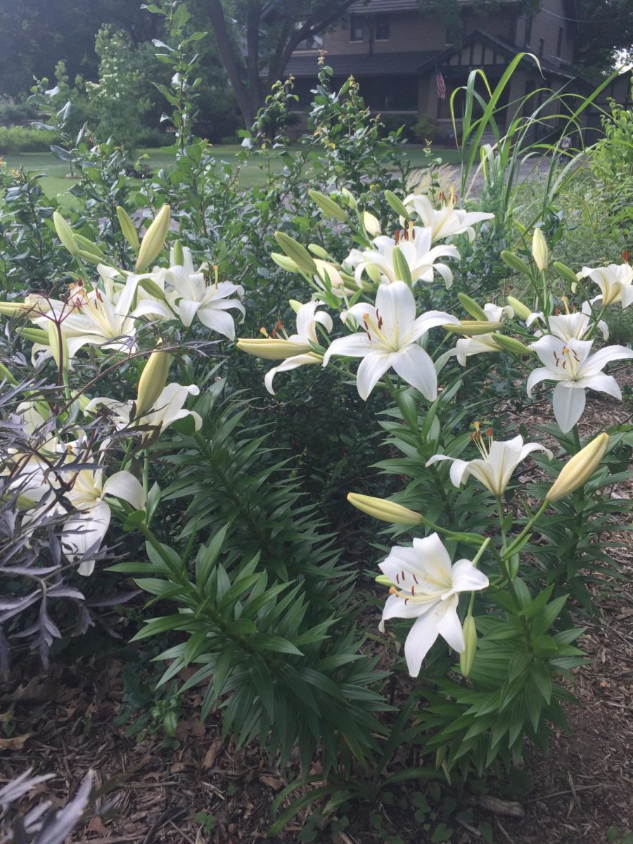 Asiatic Lilly