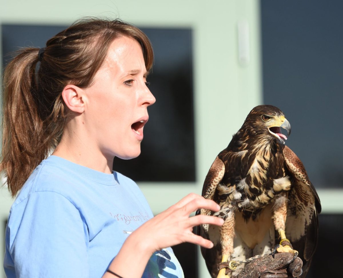 Holly Anthony, Assistant Director of the Iowa Raptor Project, introduces Superior, a female Harris&#8217; Hawk, during a visit to the Solon Public Library Thursday, June 16. The event was one of ten family programs being hosted by the library this summer.