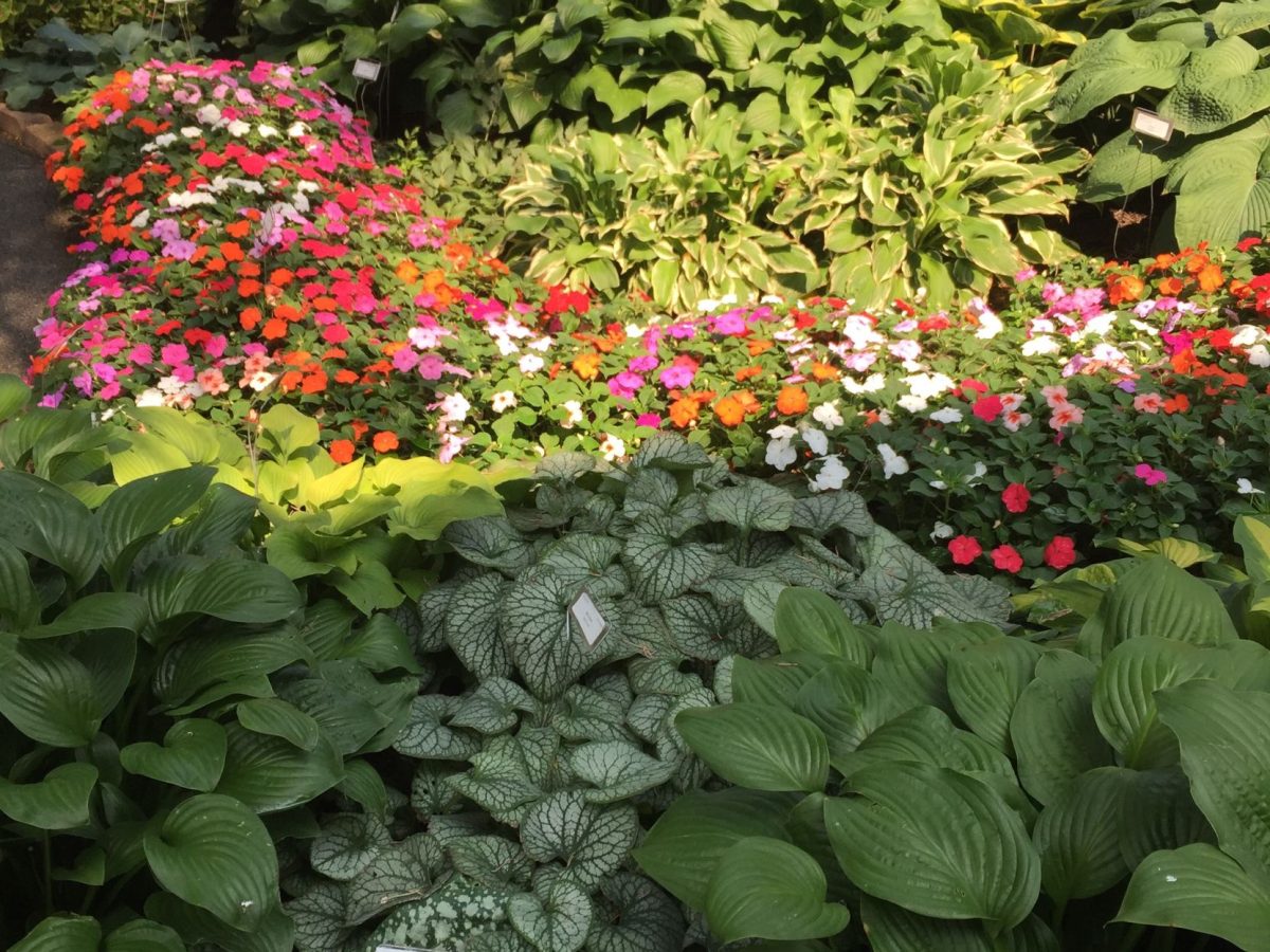 garden in the shade