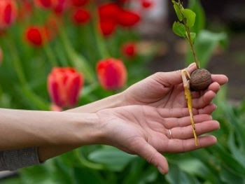 Collecting tree seeds can be a rewarding way to preserve local adaptations