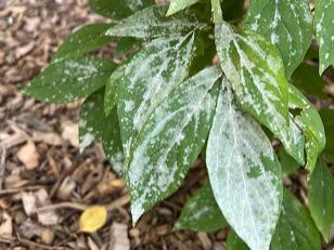 Common Diseases of Perennials