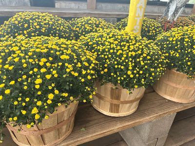 Yard and Garden: Fall Chrysanthemums