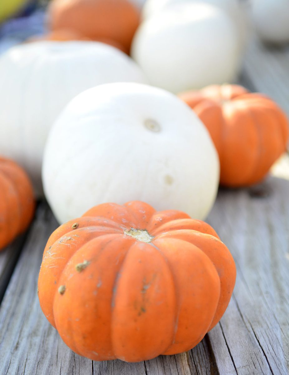 Pint-sized pumpkins are a popular decorative element during the fall.