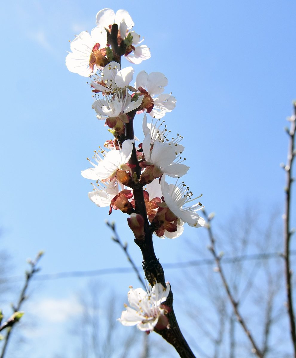 Young apricot trees were blooming recently in Toni Russo&#8217;s yard in Solon. Russo hopes to preserve &#8220;Old Solon&#8217;s&#8221; horticultural heritage by finding new homes for roughly a dozen such trees.