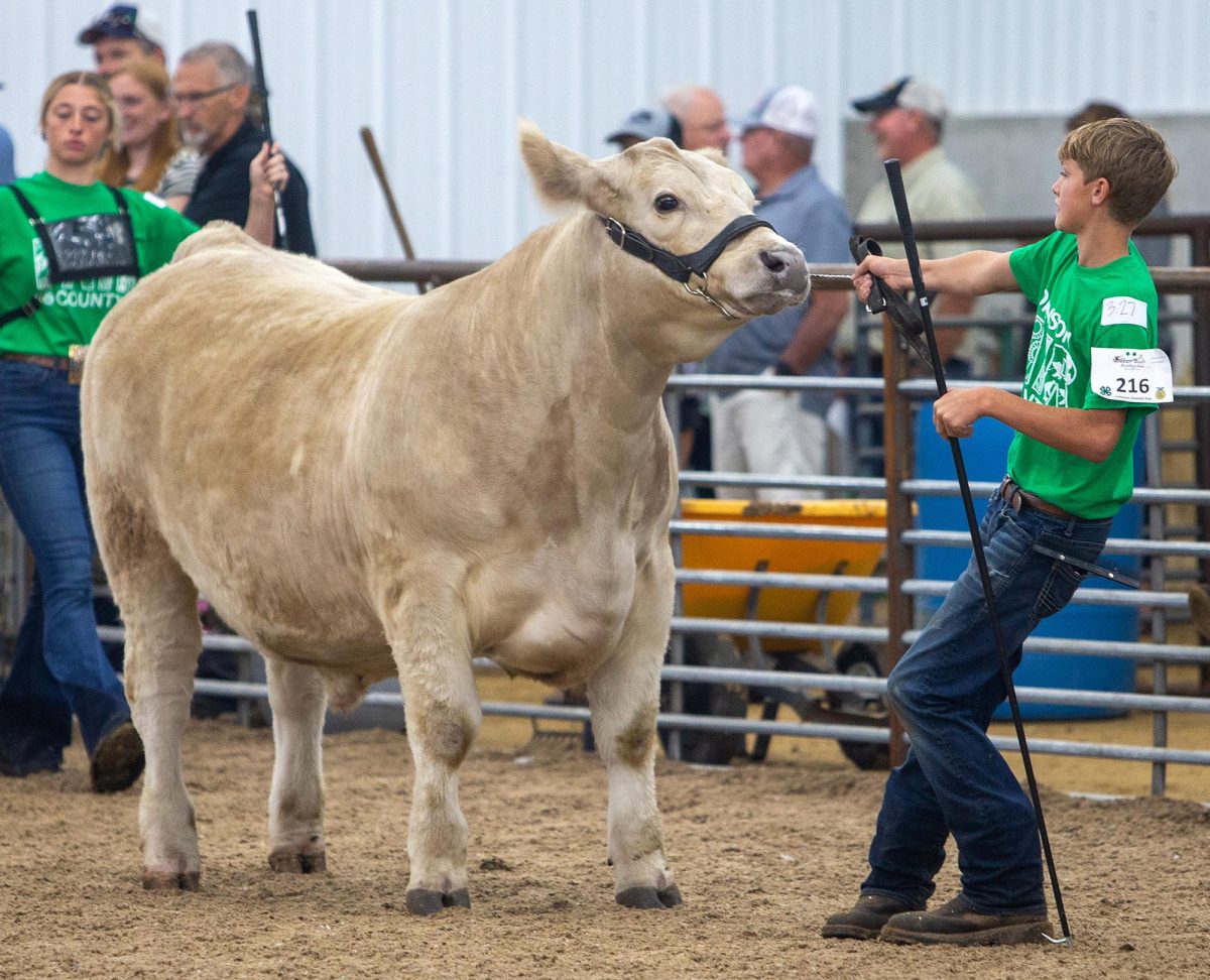  Lane Steinbrech leads his cow into the ring to be judged. 