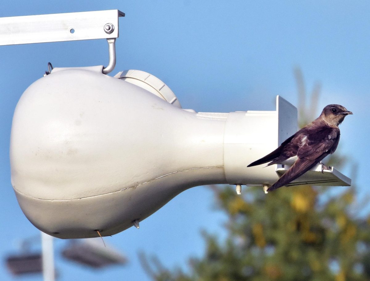 A Purple Martin lives its best life sitting on the porch of the plastic gourd it calls home in the Purple Martin colony located at the SRNA by the Spartans’ baseball diamond.