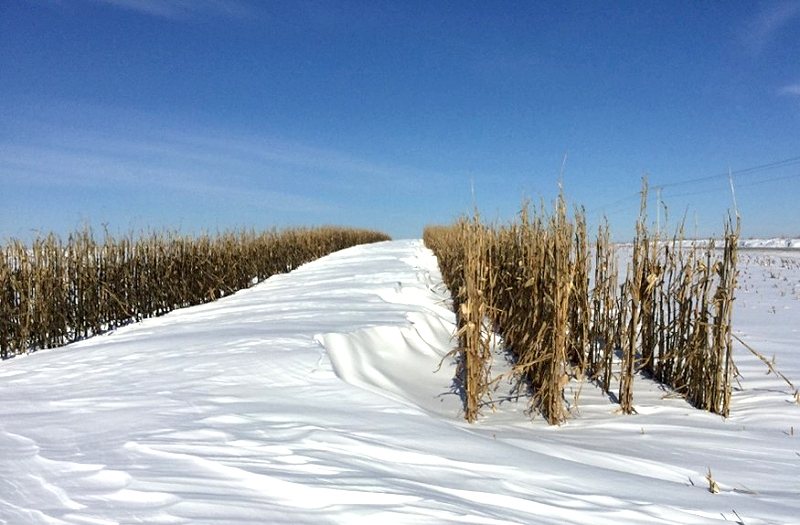 Fall into Winter: How Iowa’s standing corn snow fence program keeps roads safer