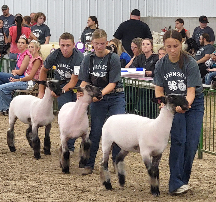 Will McAtee, Reece Meyer, and Rose McAtee show Black Face Breeding Ewe lambs Sunday, July 20 in the Expo Center at the Johnson County Fairgrounds for the 2025 Johnson County Fair’s Sheep show. All three are members of the Graham Champions 4-H Club.