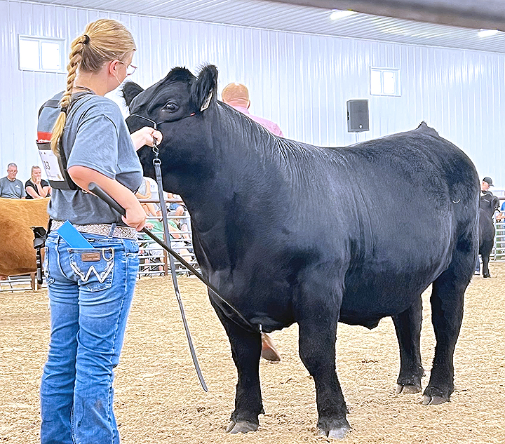 Reece Meyer works with her steer Whiskey in the show ring during the Johnson County Fair.
Whiskey received several awards and was selected for the 43rd annual Governor’s  Charity Steer Show at the Iowa State Fair Saturday, August 9.
