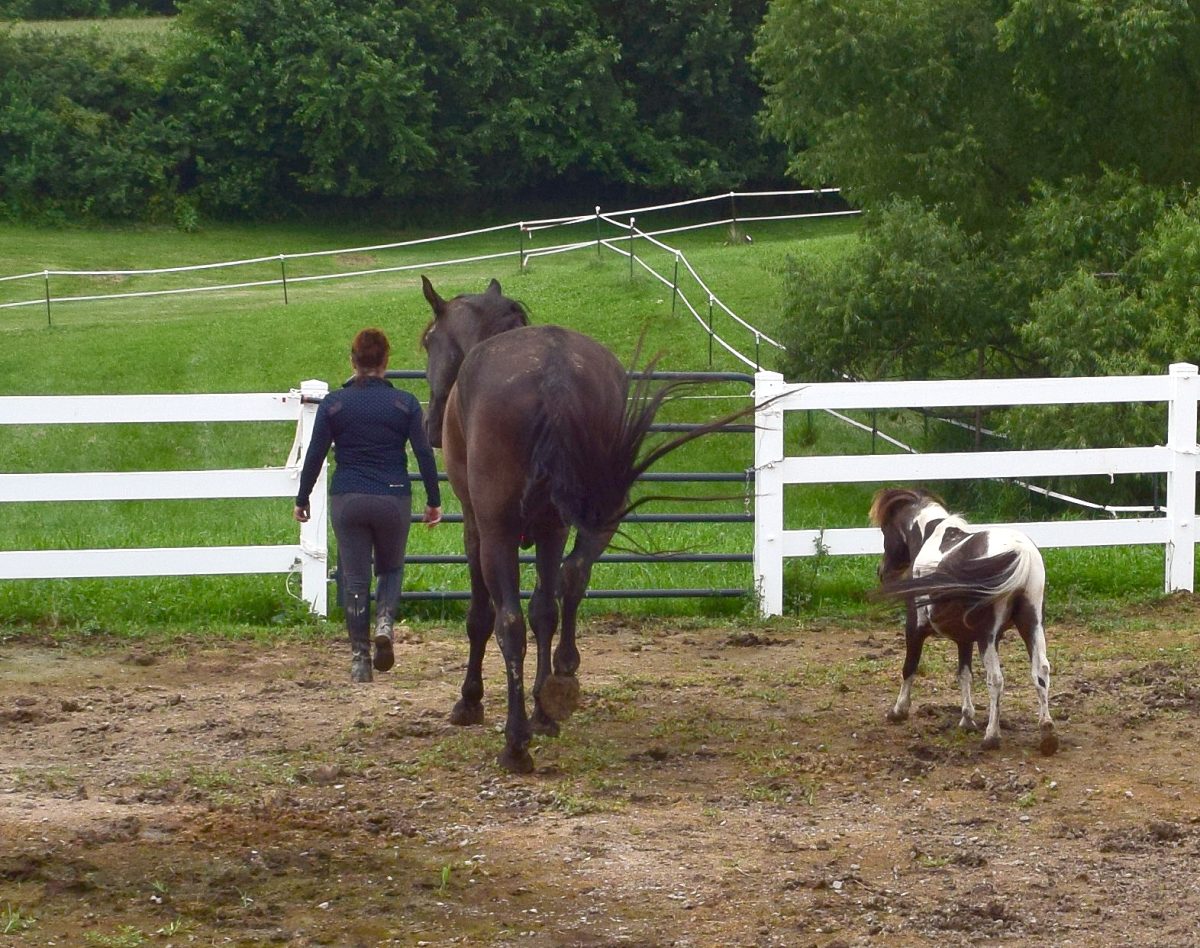 Andria Pooley, one of the founders of Slaughter 2 Success, leads Boo the miniature horse and a companion out to the back pasture on a muddy day