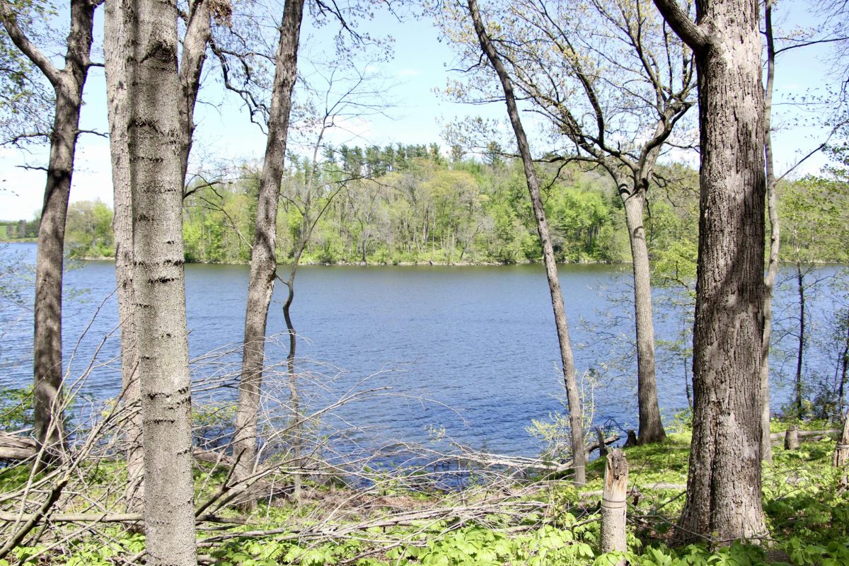 Sunlight filters through the centuries-old timber of the Macbride Nature Recreation Area, a 485-acre "wild" environment that serves as a critical research site for University of Iowa students and global scientists alike.